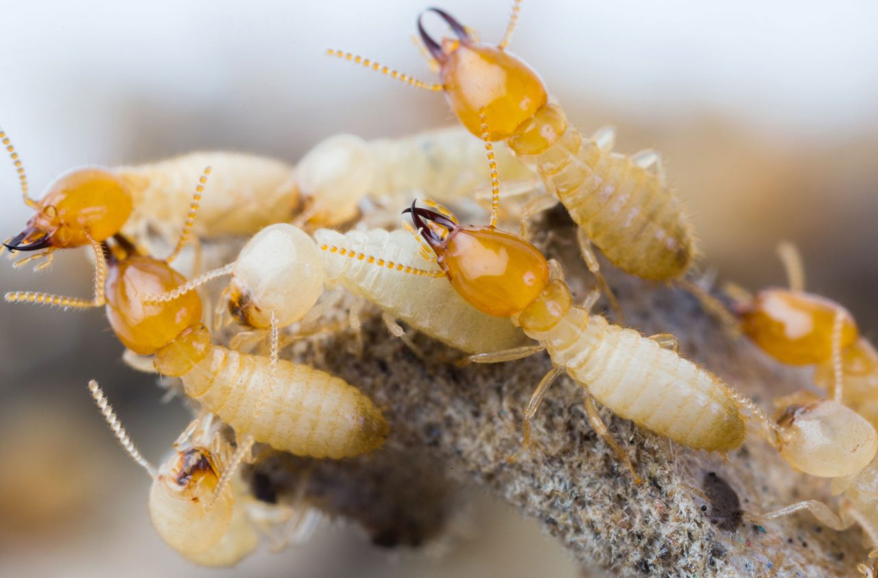 termite - AllSeasons Carpet Cleaning & Pest Management