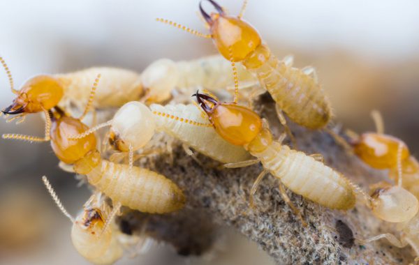 Allseasons Carpet Cleaning & Pest Management | Termite Control | Upholstery